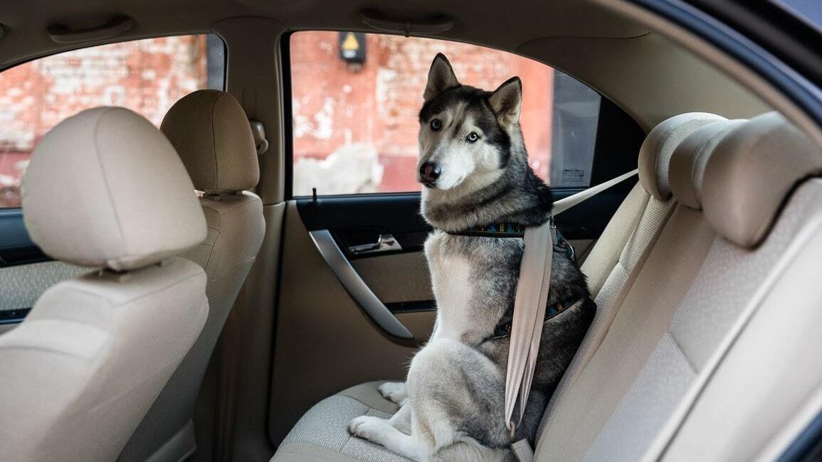 такси для животных такси для животных