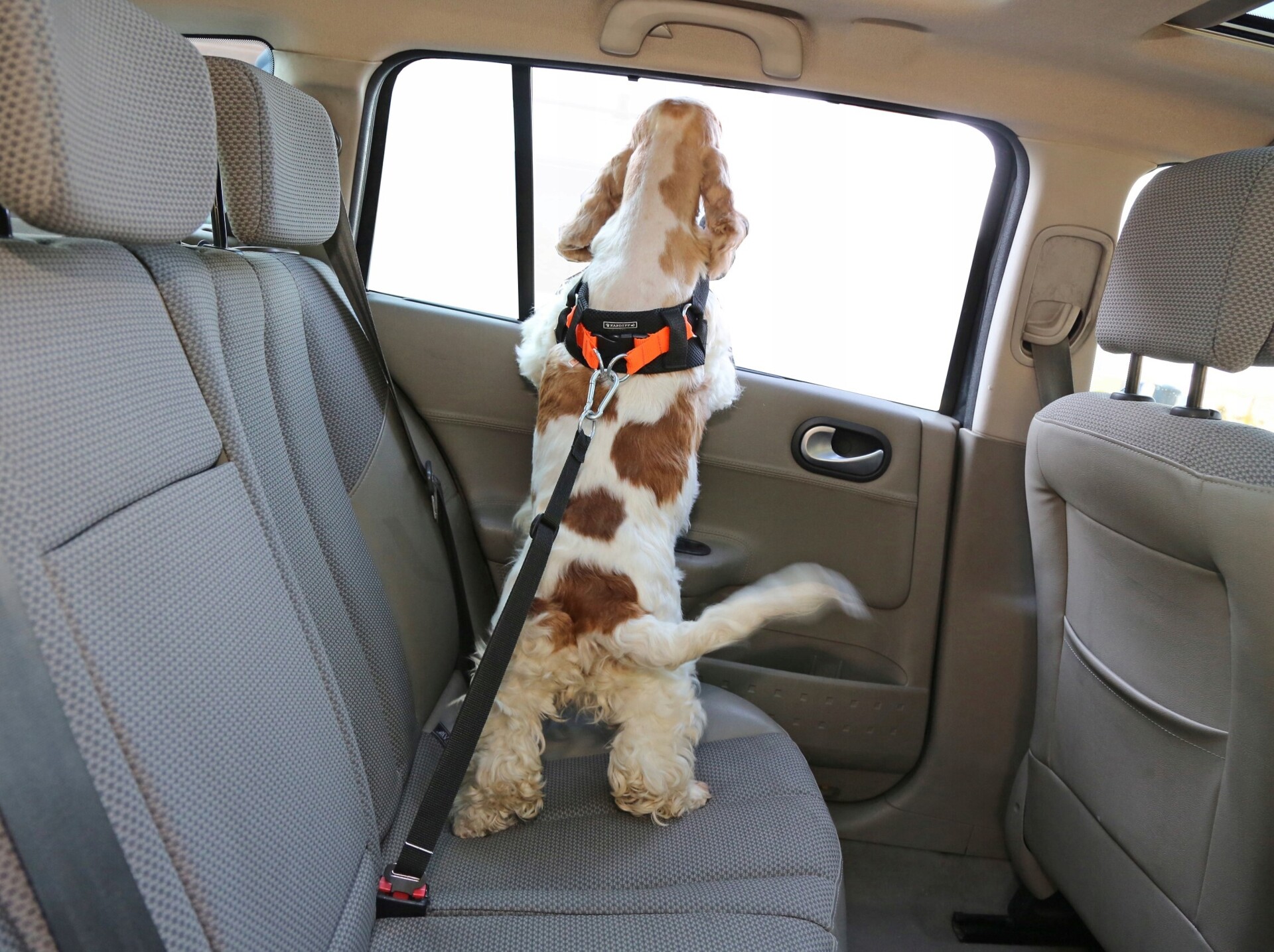 зоотакси москва недорого зоотакси москва недорого