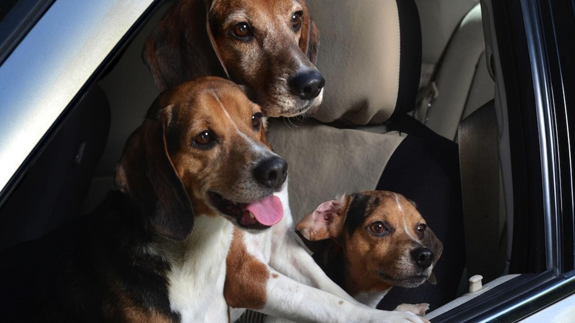 такси для собак в москве такси для собак в москве