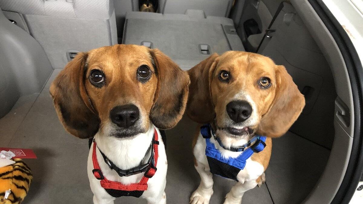 перевозка собак перевозка собак