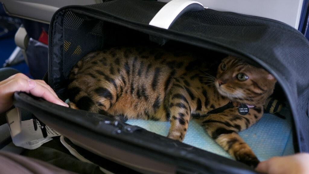 такси для собак москва такси для собак москва