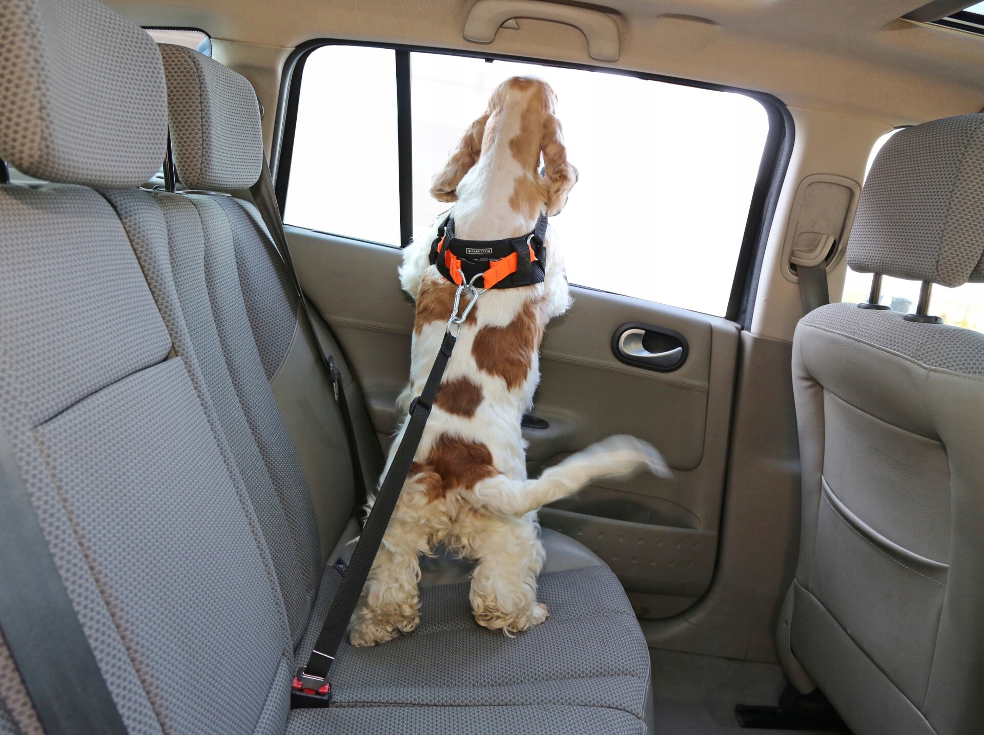 зоотакси недорого зоотакси недорого