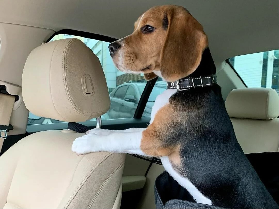 зоотакси недорого москва зоотакси недорого москва