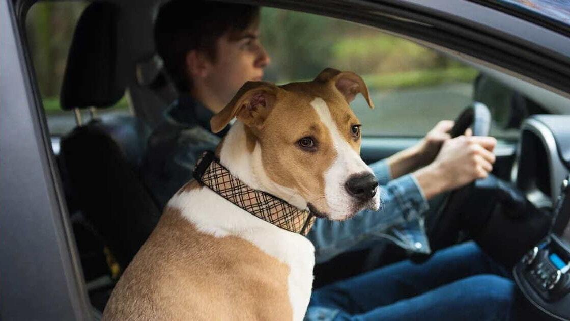 такси для собак такси для собак